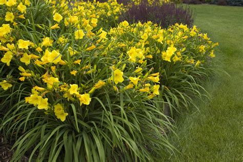 Daylily, Happy Returns - TheTreeFarm.com