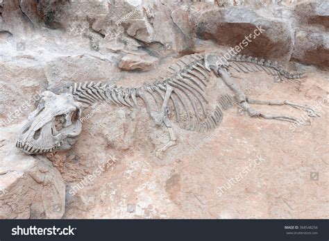 Dinosaur Skeleton Ground Stone Fossil Tyrannosaurus Stock Photo 368548256 - Shutterstock