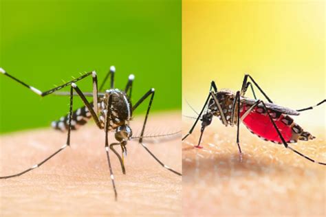 Dengue Variant DENV-2 डेंगू के इस नए स्ट्रेन ने दिल्ली में लिया विकराल ...