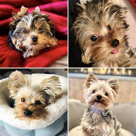 Looking for advice - Two Yorkies, pros and cons : r/Yorkies