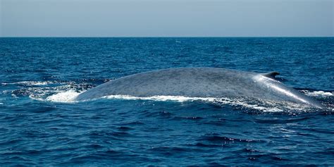Blue Whales Habitat