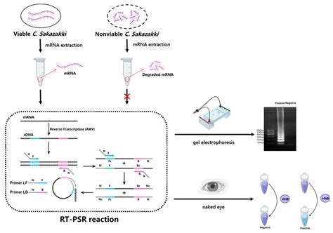 Development of a Visual Assay for Detection of Viable Cronobacter ...