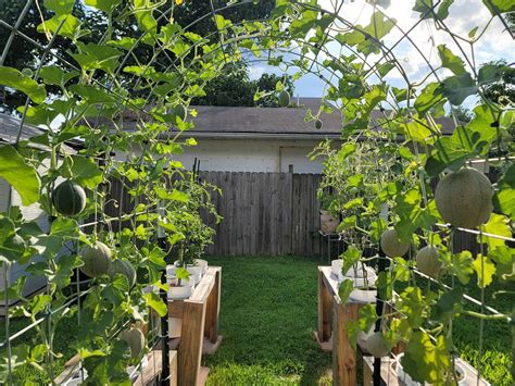 10 Best Trellis Ideas for Raised Beds (Grow More in Less Space!) - The ...