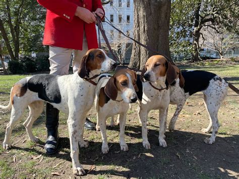 Virginia board votes to reject changes to hound hunting regulations ...