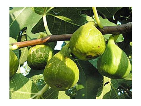 Rare Fig Ficus Carica Green Sweet Fig Tree Plant Excellent | Desertcart ...