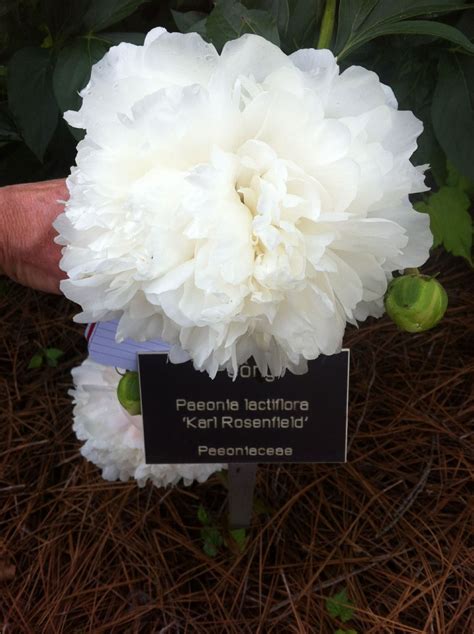 Paeonia lactiflora 'Karl Rosenfield' - Peony | Lewis Ginter Botanical ...