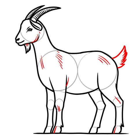 How to Draw a Goat: Full Body Goat Drawing Guide for Beginners