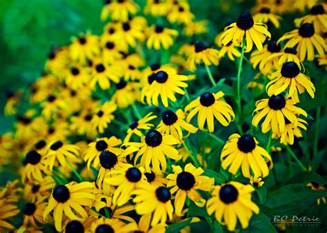 Black eyed susan rudbeckia serotina 05 – Artofit