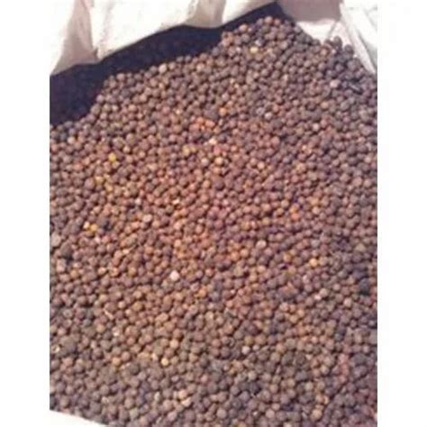Acacia Crassicarpa - Red Sandalwood Seeds Trader - Retailer from ...