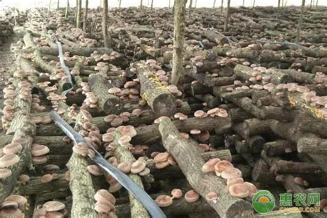 香菇种植技术 香菇种植一点通 如何栽培香菇教程_哔哩哔哩 (゜-゜)つロ 干杯~-bilibili