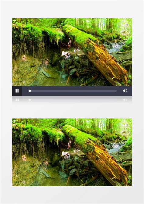 森林中的溪水在潺潺流动实拍视频素材模板下载_森林_图客巴巴
