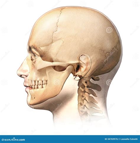 Human Skull Front And Side View