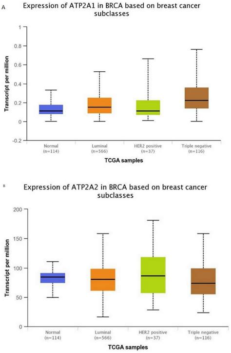 Altered SERCA Expression in Breast Cancer