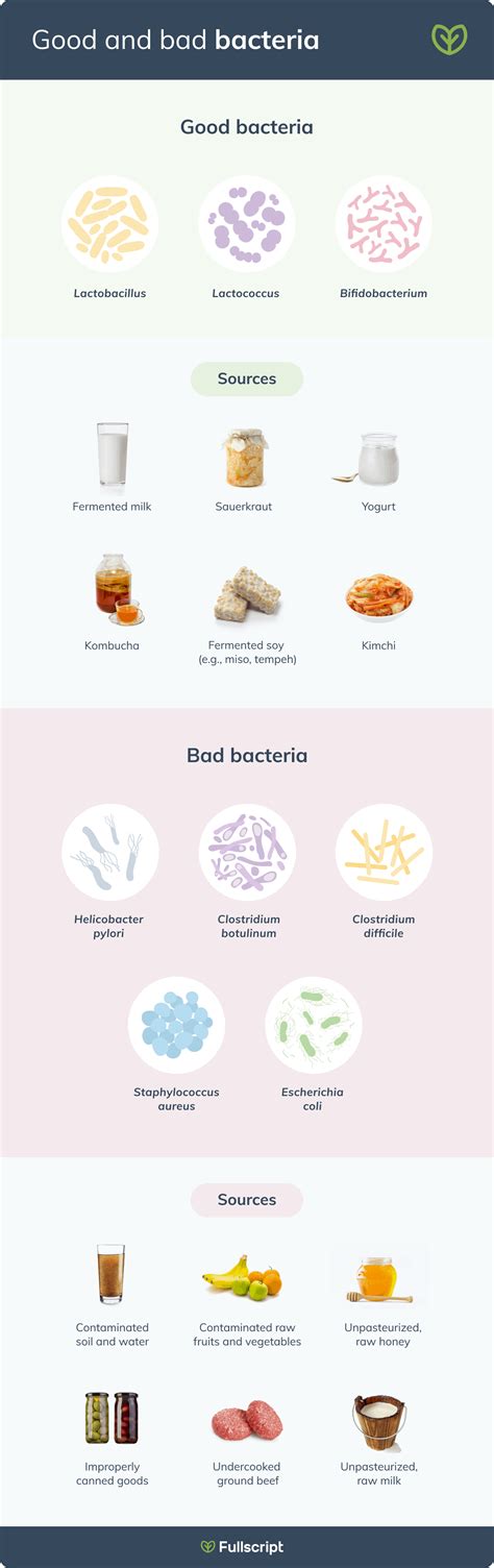 What’s in Your Gut?: A Closer Look at Gut Bacteria | Fullscript