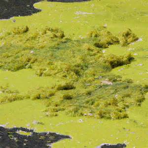 Pond Algae Control 的图像结果