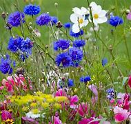 Image result for Spring Meadow Flowers with Bunnies