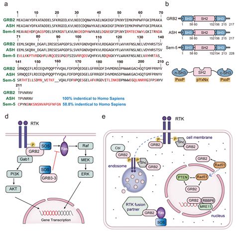 The Configuration of GRB2 in Protein Interaction and Signal Transduction