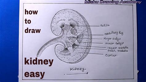 How to Draw Kidney in Easy Way 的图像结果