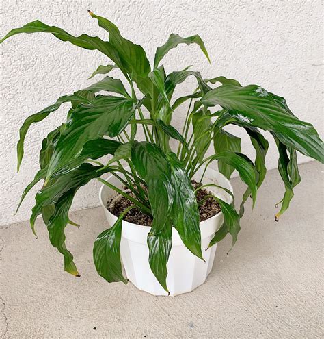 How to Fertilize Peace Lily | Step-By-Step Guide (with Pictures and Video)