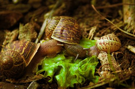 Can Snails Reproduce Asexually? | SnailPedia