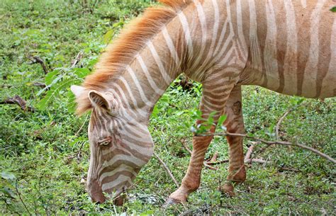 20 interesting facts about albino animals