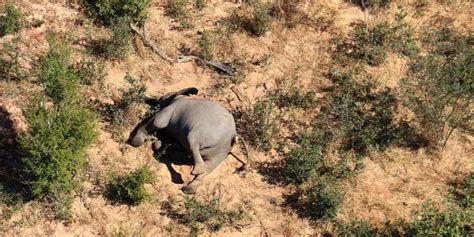Watch | What Explains the Deaths of Over 300 Elephants in Botswana ...