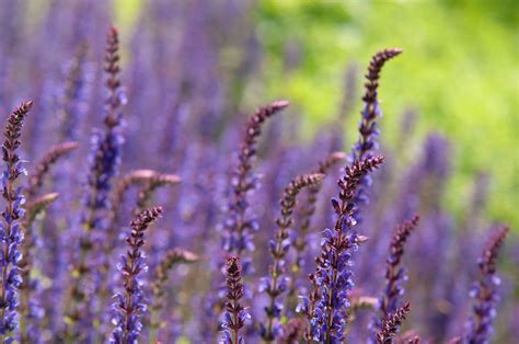 May Night Salvia: Plant Care & Growing Guide