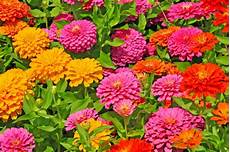 fiori zinnie 19 fiori a settembre per un autunno colorato fiori zinnie 19 fiori a settembre per un autunno colorato