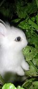 Image result for Pictures of Cute Bunny