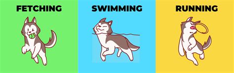 7 Best Exercises for Your Dog – K9 Vitality