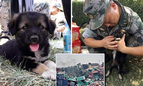 Exploding Puppy 的图像结果