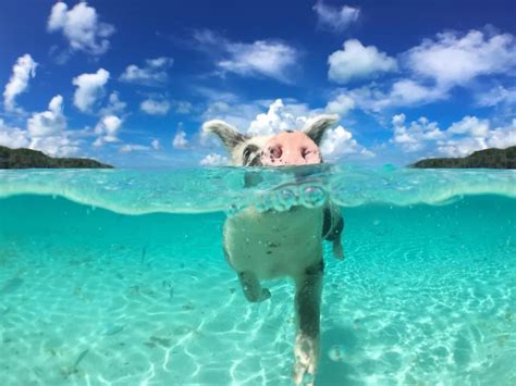这个免签的海岛度假地，沙滩粉红、猪会游泳，让所有人都憧憬！