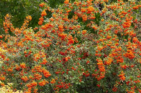 Growing the Firethorn Pyracantha Coccinea