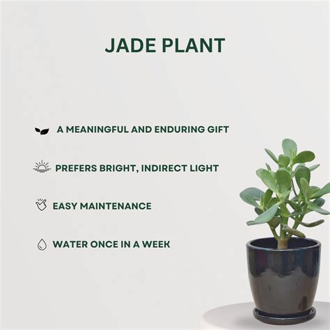 Anti-Stress & Anxiety Plant Combo – Gardengram