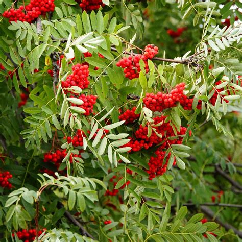 Рябина кустарник (много фото) - treepics.ru