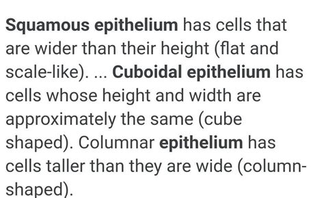 Differentiate between squamous epithelial and cuboidal epithelial ...