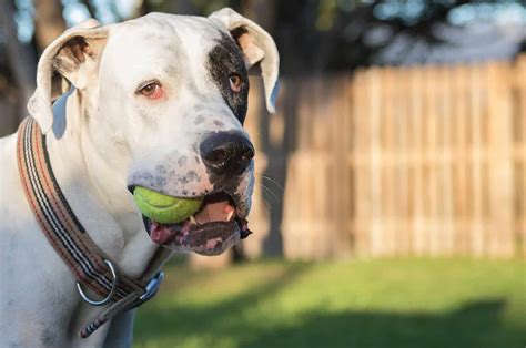 Pitbull Mixed With Great Dane Puppies