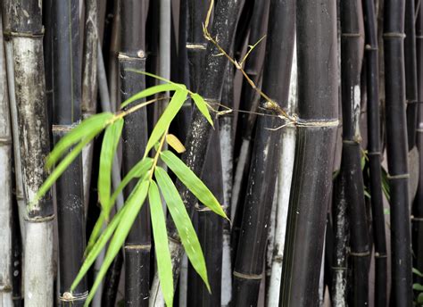 Different Types Of Bamboo: Learn About Bamboo Plants For The Garden ...