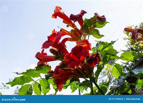 Beautiful Red Flowers of the Trumpet Vine or Trumpet Creeper Campsis ...