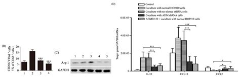 The Interaction of Adrenomedullin and Macrophages Induces Ovarian ...