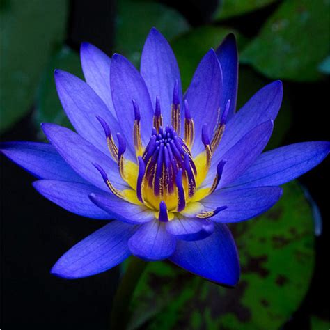 Nymphaea King Blue Hardy Water Lily Rhizome Live Aquarium Plant ...