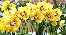 orchidea cymbidium orchidee caratteristiche dell orchidea cymbidium orchidee caratteristiche dell