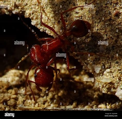 Pogonomyrmex maricopa Banque de photographies et d’images à haute ...