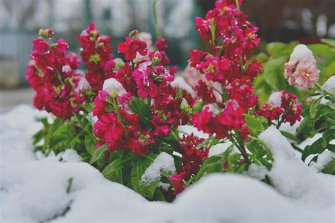 Seasonal Gardening Guide: Flowers to Plant in Winter - Gardener Gnome