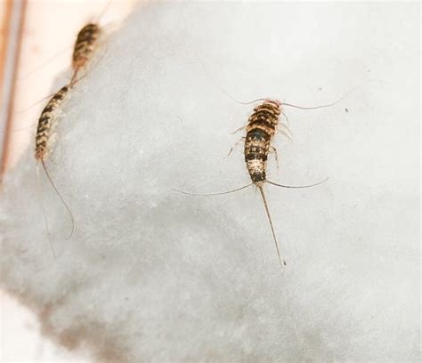 Silverfish Features, Life Cycle, Effects, and Pest Control - Dengarden