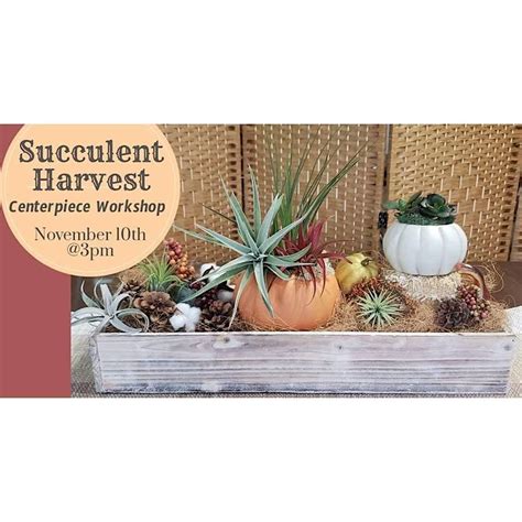 Air Plant and Succulent Centerpiece Workshop, Now and Zen DIY Studio ...