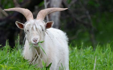 Image result for Goat Cheese Making Process