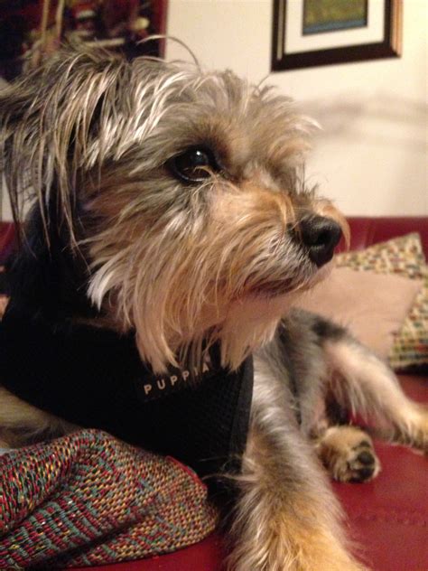 Yorkie schnauzer mix...Looks SO like my Maggie! Schnorkies are the BEST ...
