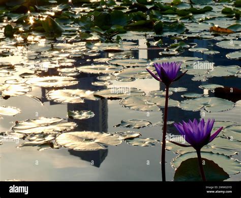 Golden water lily blooms hi-res stock photography and images - Alamy