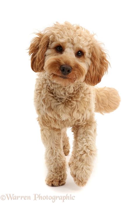 Image result for Cockapoo Dog Tung